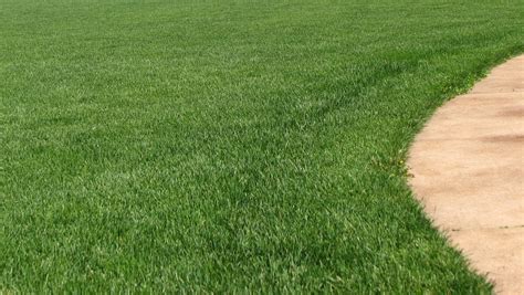 Spring lawn care: Reseeding tips to fix bare spots, thin grass stands