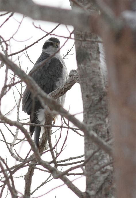 Northern Goshawk - FeederWatch