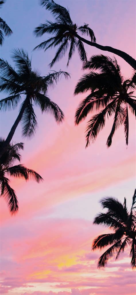 palm trees iPhone Wallpapers Free Download