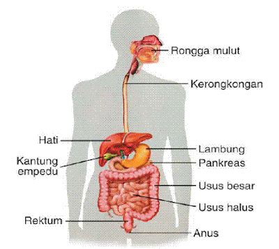 8 Mekanisme Pencernaan pada Manusia | Hedi Sasrawan