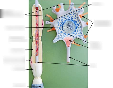 neuron model labeled Diagram | Quizlet