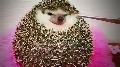 Funny Hedgehogs 😍 Cute Hedgehogs Being Funny (Part 1) [Funny Pets ...