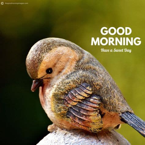 7 Good Morning Birds Images ideas in 2020 | good morning, image, parrot image