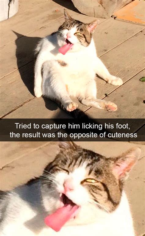 30 Cute Cat Snapchats Stories That Will Test You If You Held Back Your Smiles