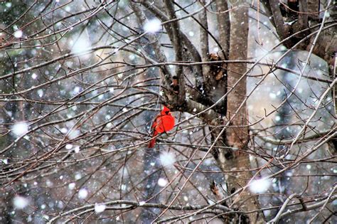 Dangerously cold temps setting in after heavy snowfall in Arkansas | KATV