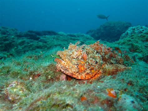 Scorpionfish Sting