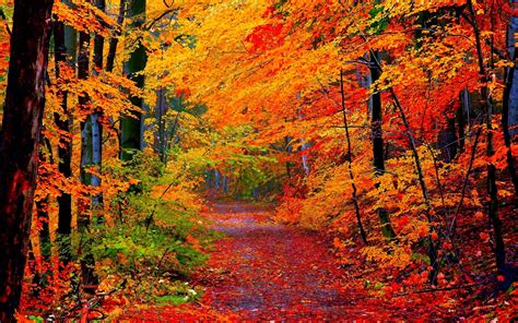 Download Leaf Forest Tree Fall Nature Path HD Wallpaper