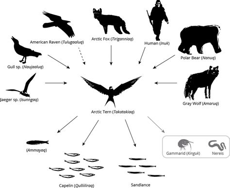 Arctic Tern predators (upper part) and prey (lower part) identified by ...