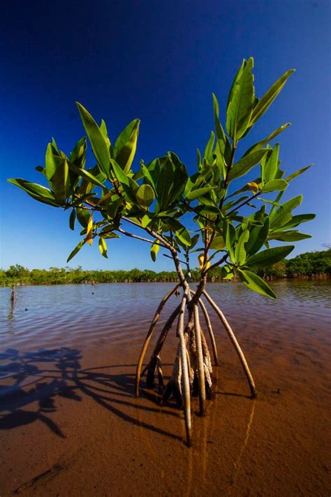 Mangroves in peril in Belize - Christian Ziegler - Photojournalist