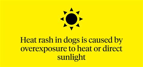 Dog Heat Rash: Treating Heat Rash On A Dog’s Belly | Dutch