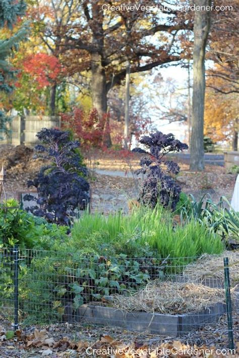 Creative Vegetable Gardener:Fall mulching vegetable garden - Creative ...