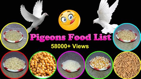 Pigeon Food List | What Do Pigeons Eat | Kabutar Food | Birds and Animals Planet - YouTube