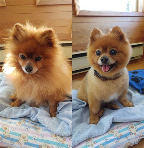 Pomeranian dog, Dog haircuts, Dog lovers