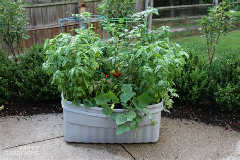 Container Vegetable Plants: The Best Varieties for Success