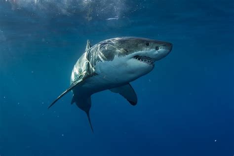 Why Aquariums Never Have Great White Sharks | Reader's Digest