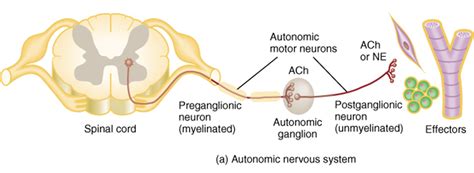 Autonomic Nervous System - Anatomy and Physiology