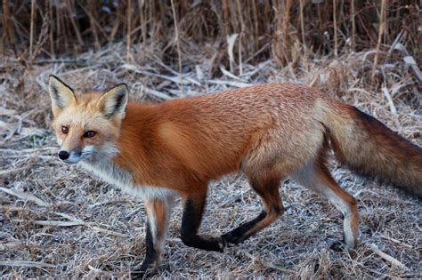 Foxes roam on Sea Isle City beaches (not coyotes) | | pressofatlanticcity.com