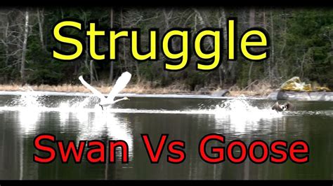 Swan Vs Goose! Fight! Joutsen vastaan Hanhi! - YouTube