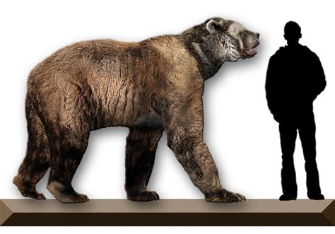 Short-faced Bear (Family: Ursidae, Genus: Arctodus) - Wiki; DISPLAY ...