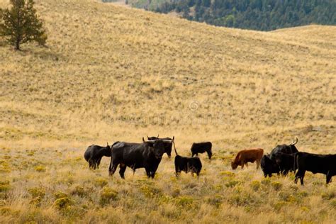 Open range cattle stock image. Image of nature, america - 255966121