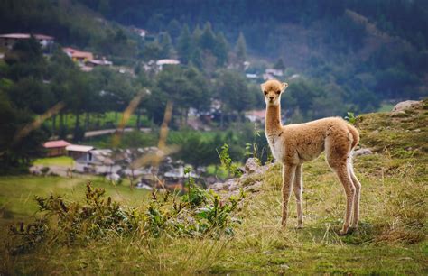 Vicuna Animal Wildlife - Free photo on Pixabay - Pixabay