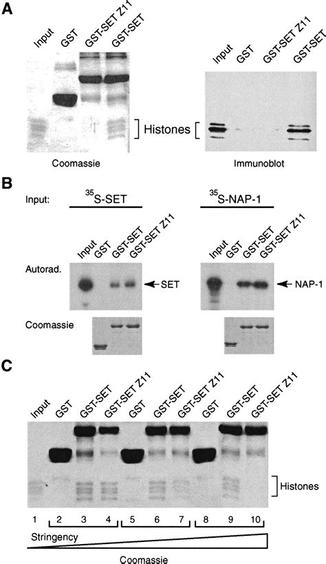 A homeotic mutation in the trithorax SET domain impedes histone binding