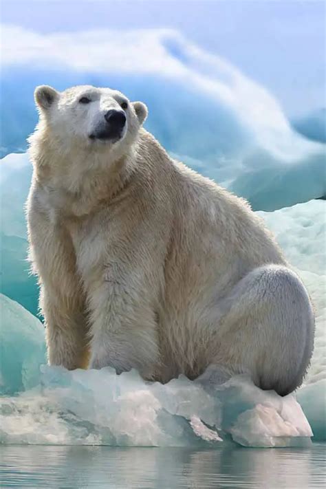 41 Arctic Animals With Amazing Surviving Skills (Facts + Pictures ...