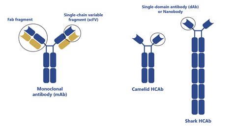 Antibody engineering techniques of camelid heavy-chain antibodies