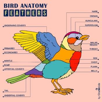 Bird Anatomy (Feathers) by Grafokids | TPT