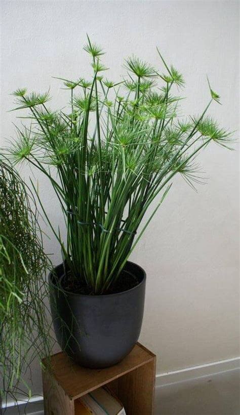 Dwarf Papyrus Cyperus isocladus 1 Plants 1 Feet Tall | Etsy | Plants ...