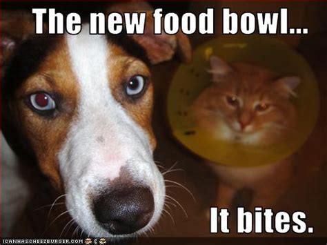 The new food bowl... It bites. - I Has A Hotdog - Dog Pictures - Funny pictures of dogs - Dog ...