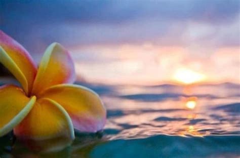 Plumeria & Sea | Nature photography, Beautiful nature, Plumeria flowers