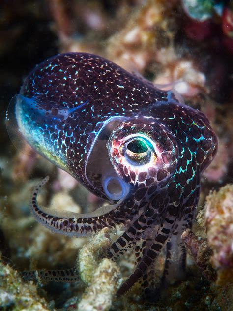 Baby Cuttlefish Photograph by Barathieu Gabriel | Fine Art America