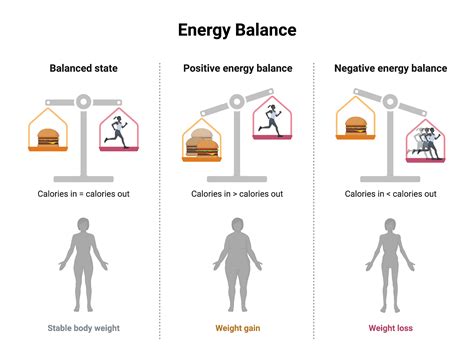 Energy Balance | BioRender Science Templates