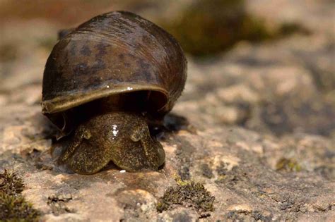 Pond Snail Vs Bladder Snail - Similarities, Differences, And Basic Care