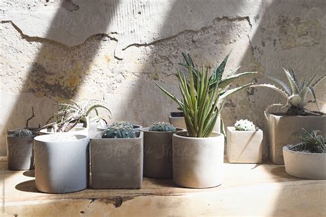 "Succulents In Concrete Pots" by Stocksy Contributor "Carli Teteris" - Stocksy