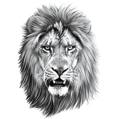 Cool Lion Drawings