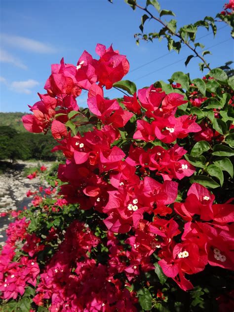 Bougainvillea Colors Names