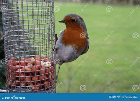 Robin stock image. Image of robin, feeder, feeding, breast - 49137511