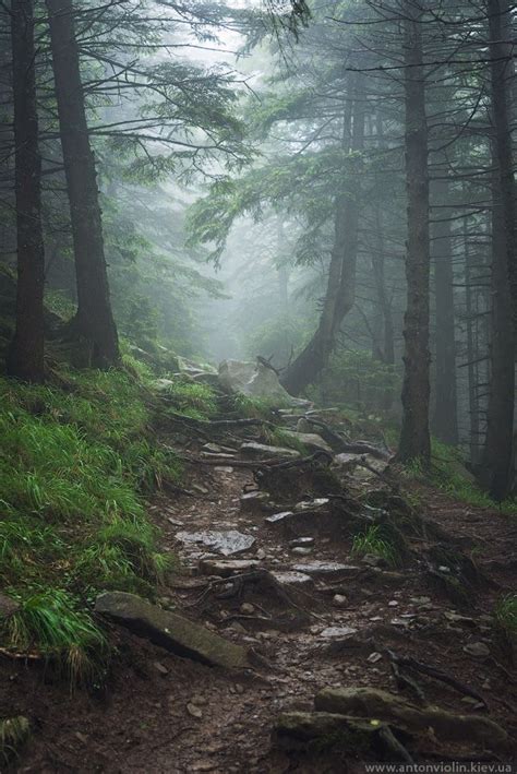 Path in foggy forest | Forest photography, Foggy forest, Scenery