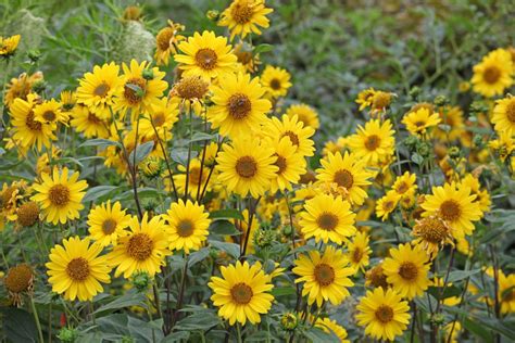 Top 13 Perennial Sunflower Varieties and Growing Guide