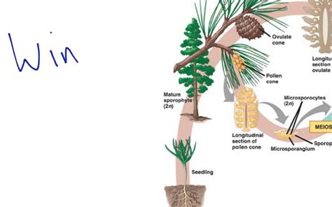 Gymnosperm Reproduction - YouTube