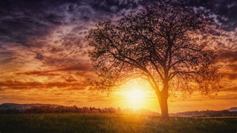 2560x1440 Sunset Nature Trees 1440P Resolution HD 4k Wallpapers, Images ...