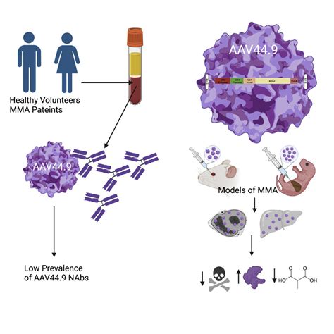 Systemic gene therapy for methylmalonic acidemia using the novel adeno ...