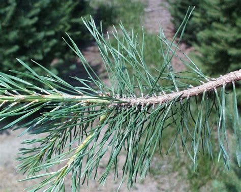 red pine | Red Pine: This conifer has needles in sets of two, which ...