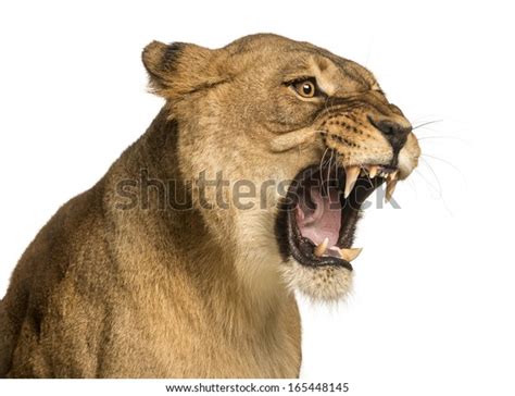 Closeup Lioness Roaring Panthera Leo 10 Stock Photo 165448145 ...