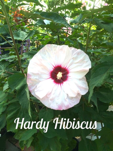 Hardy Hibiscus – Crocker Nurseries