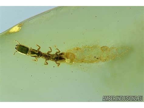 Rare Snakefly Larvae. RAPHIDIOPTERA. Fossil insect in Baltic amber #6093 | www.amberinclusions.eu