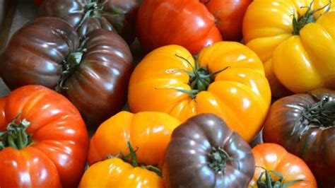 20 Best Indeterminate Tomato Varieties