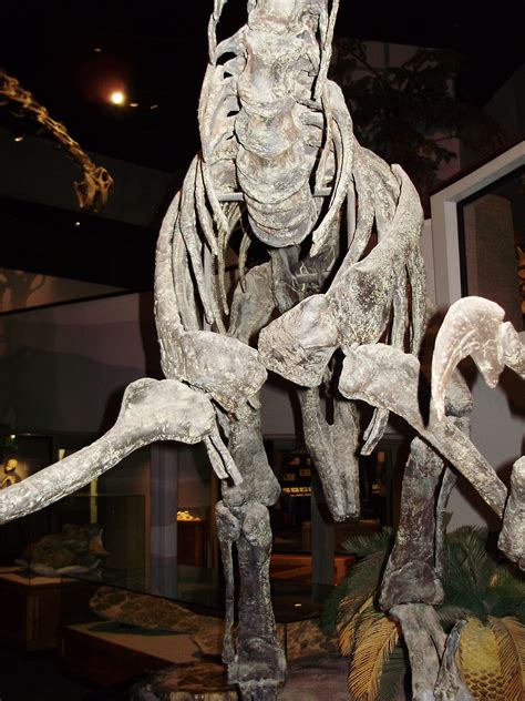 Utahraptor, Museum Of Ancient Life, Lehi, Utah. Picture taken by Chester Harris | Pictures, Lion ...